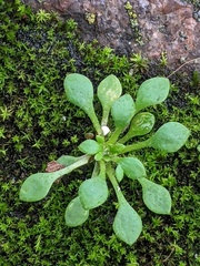 Draba verna