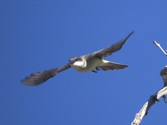 Tyrannus crassirostris