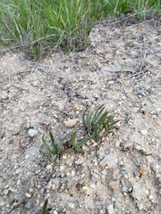 Dudleya multicaulis