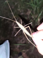 Pseudorhynchus lessonii