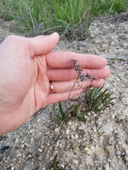 Dudleya multicaulis