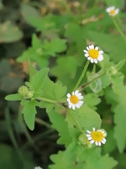 Perityle microglossa