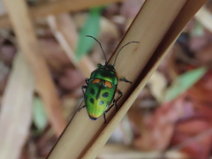 Scutiphora pedicellata
