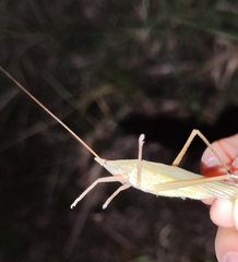 Pseudorhynchus lessonii