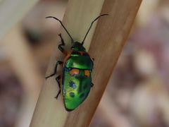 Scutiphora pedicellata
