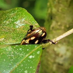 Melolonthinae