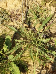 Eulobus californicus