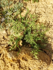 Chaenactis artemisiifolia
