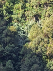 Arundo donax image