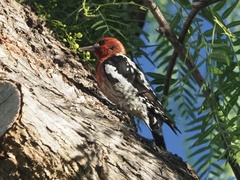 Sphyrapicus ruber