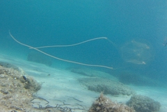 Carybdea marsupialis