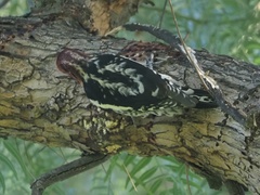 Sphyrapicus ruber