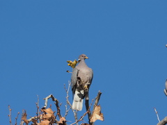 Patagioenas fasciata
