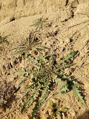 Eulobus californicus