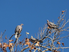 Patagioenas fasciata