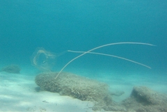 Carybdea marsupialis