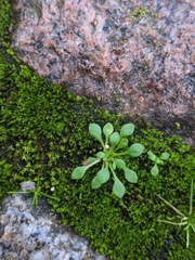 Draba verna