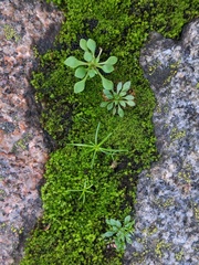 Draba verna
