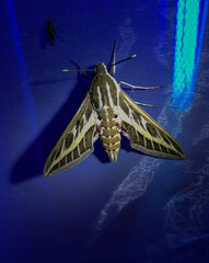 Hyles livornica