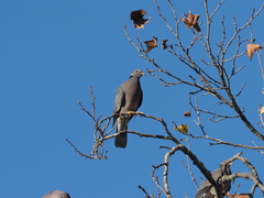 Patagioenas fasciata