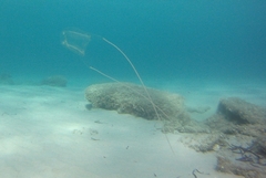 Carybdea marsupialis