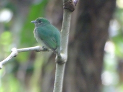 Lepidothrix velutina