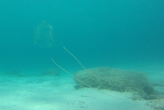 Carybdea marsupialis