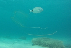 Carybdea marsupialis