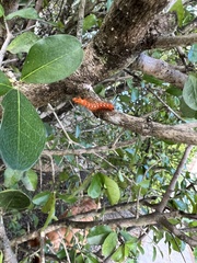 Lepidoptera