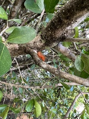 Lepidoptera