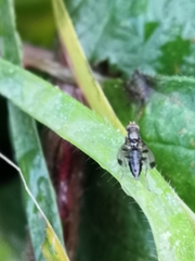 Geomyza