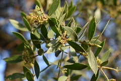 Aspidosperma quebracho-blanco