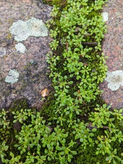 Draba verna