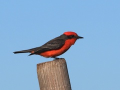 Pyrocephalus rubinus