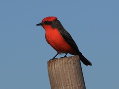 Pyrocephalus rubinus