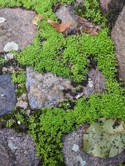 Draba verna