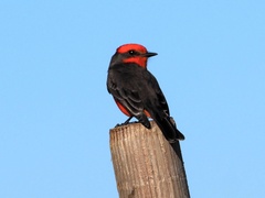 Pyrocephalus rubinus