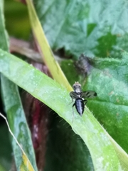 Geomyza