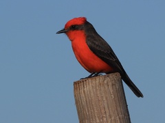 Pyrocephalus rubinus