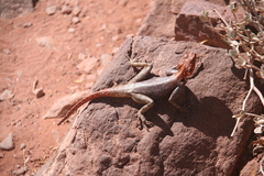 Agama planiceps