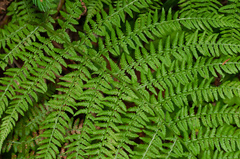 Athyrium filix-femina