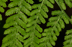 Athyrium filix-femina