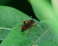 Cratichneumon viator