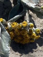 Senecio candidans