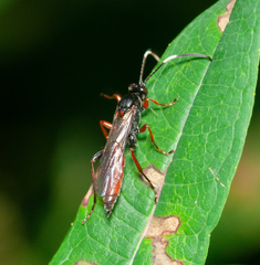 Cratichneumon viator