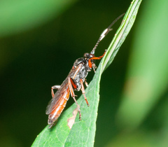 Cratichneumon viator