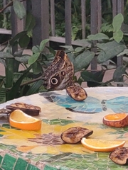 Brassolini