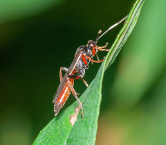 Cratichneumon viator