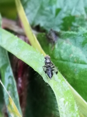 Geomyza