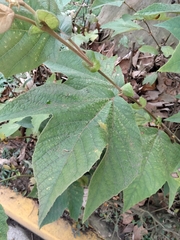 Platanus mexicana